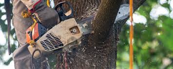Best Lawn Pest Prevention  in Maysville, OK