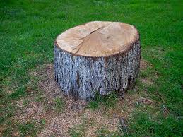  Maysville, OK Tree Removal Pros