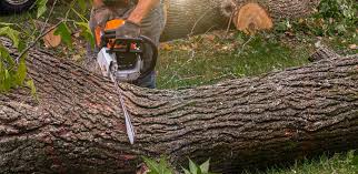 Best Tree Disease Treatment  in Maysville, OK