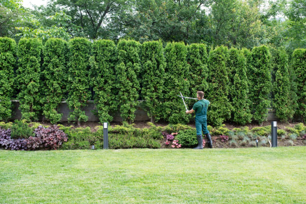 Best Lawn Grading and Leveling  in Maysville, OK