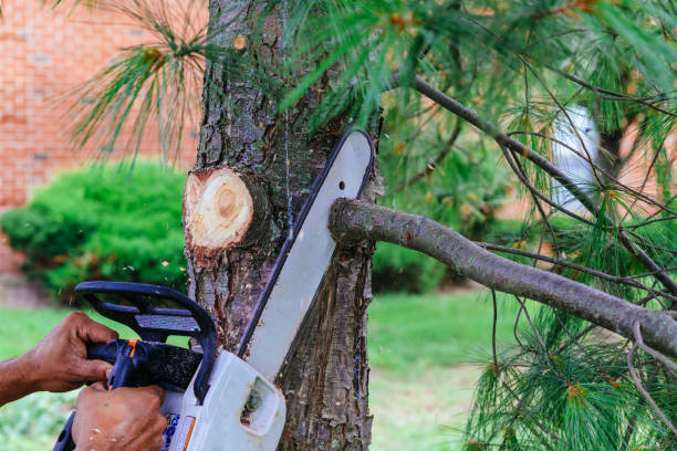 Best Commercial Tree Services  in Maysville, OK